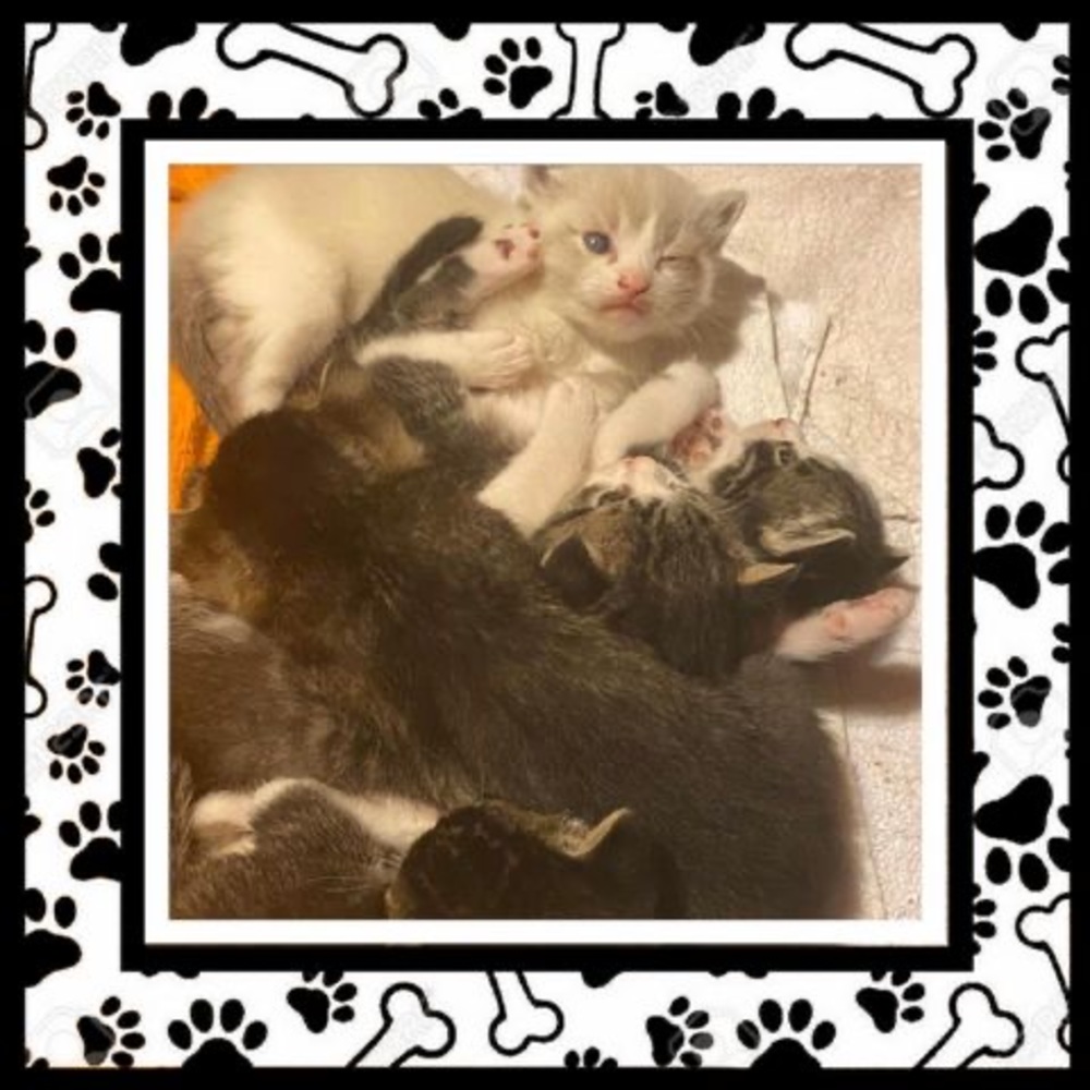 Meet your Posher, Melanie